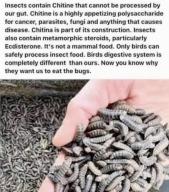 bugs bugz eatbugs food health wef // 438x497 // 62KB