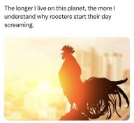 morning rooster society // 679x624 // 45KB